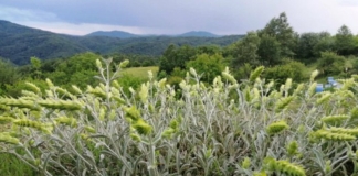 Странджански билков чай