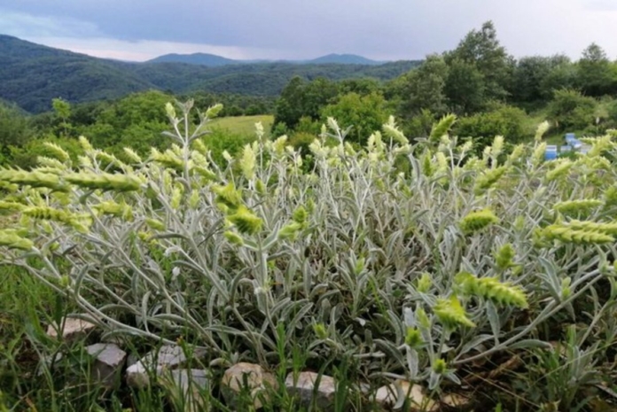 Странджански билков чай