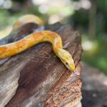 Царевичен смок във Варна