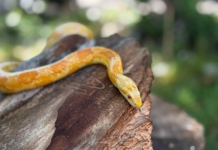 Царевичен смок във Варна