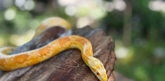 Царевичен смок във Варна