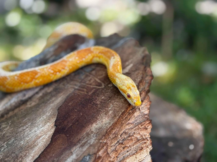 Царевичен смок във Варна