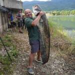 Уловен е голям сом в Правец