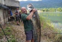 Уловен е голям сом в Правец