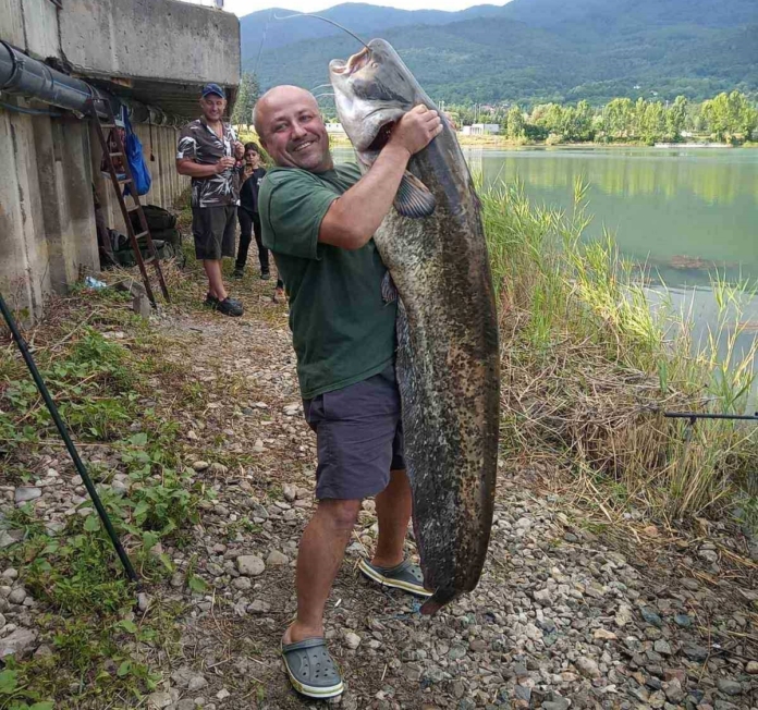 Уловен е голям сом в Правец