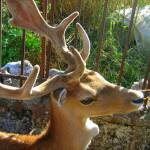 Зоопарк в Павликени