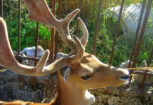 Зоопарк в Павликени