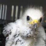 Бебе осояд оцеля в пожар край с. Мъдрец и получи нов шанс за живот Бебе осояд