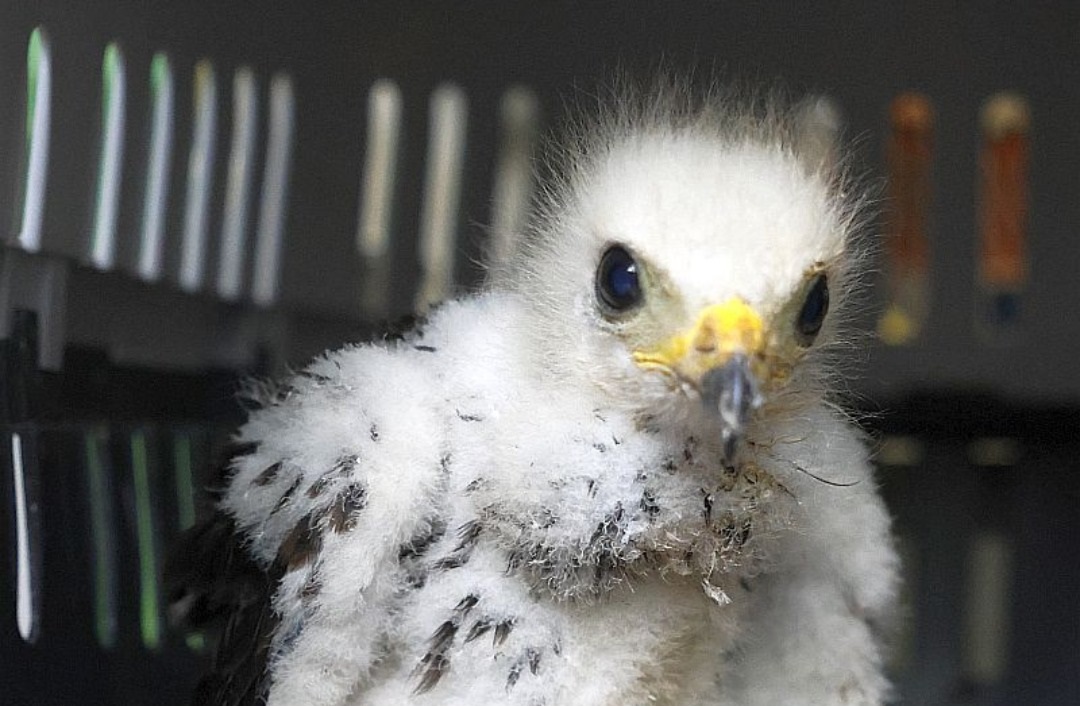 Млад осояд изгубил гнездото и родителите си в един от