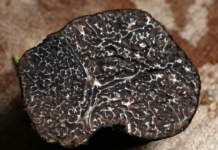 черен трюфел