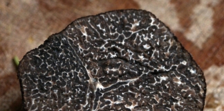 черен трюфел