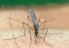Комар Анофелеси