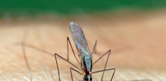 Комар Анофелеси