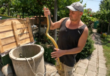 Бум в социалните мрежи! Видео разкри как мъж спасява смок от кладенец! Мъж спасява смок от кладенец