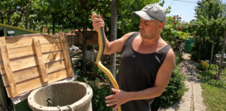 Мъж спасява смок от кладенец