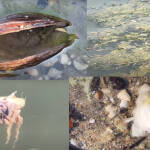 Умрели миди край Русе.