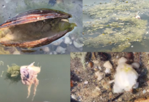 Умрели миди край Русе.