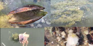 Умрели миди край Русе.