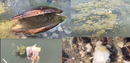 Умрели миди край Русе.