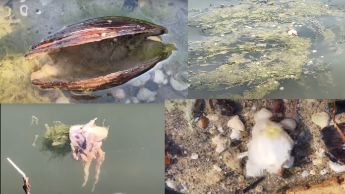 Умрели миди край Русе.