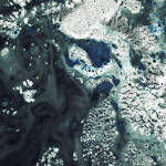 морска слуз