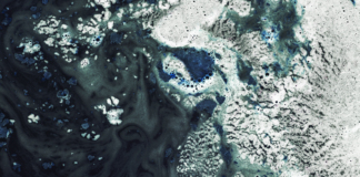 морска слуз