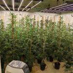 Наркооранжерията