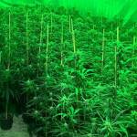 Разбиха модерна наркооранжерия в Пазарджик! Хванат е 36 кг канабис Наркотици