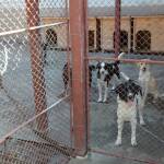 Къде се изливат фекалните води от приюта в Пловдив? Приют за безстопанствени животни в Пловдив