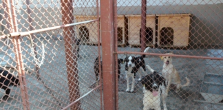 Приют за безстопанствени животни в Пловдив