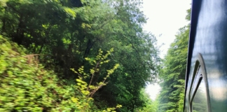 Родопската теснолинейка