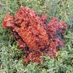 Червен обект падна от небето и се изпари в Якоруда