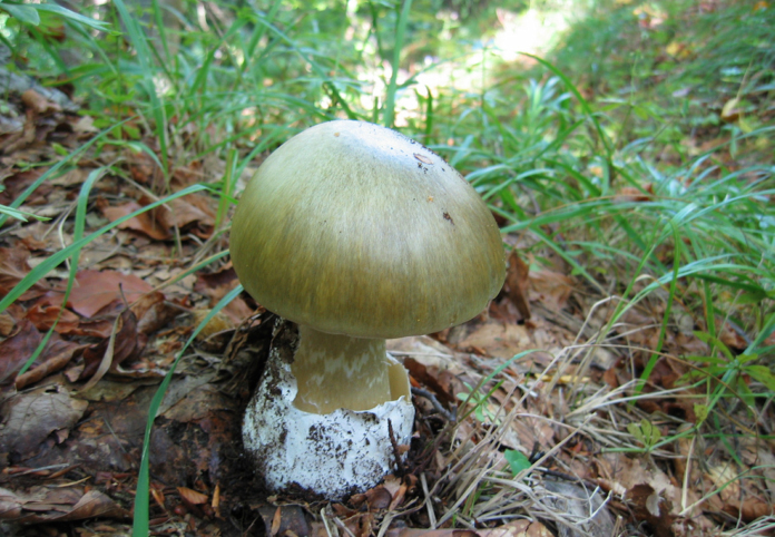 зелена мухоморка зелена мухоморка