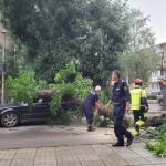 Буря събори дървета и нанесе щети в центъра на Монтана (СНИМКИ) Дърво премаза кола в центъра на Монтана по време на бурята