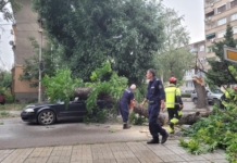 Буря събори дървета и нанесе щети в центъра на Монтана (СНИМКИ) Дърво премаза кола в центъра на Монтана по време на бурята