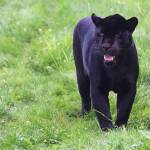 Кризисен щаб заседава в Тутракан заради черния леопард Черен леопард