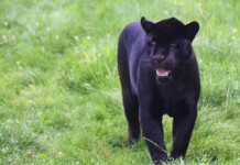 Черен леопард