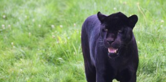 Черен леопард