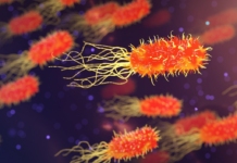 венерически болести, бактерии