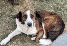 Асеновград стартира кампания за осиновяване на кучета от приют през септември Бездомно куче
