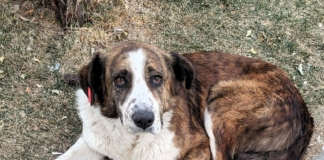 Бездомно куче