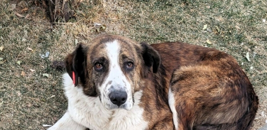 Бездомно куче