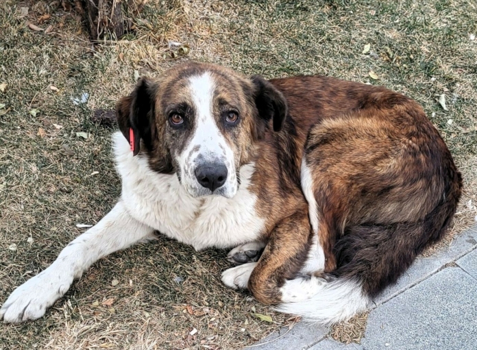 Бездомно куче