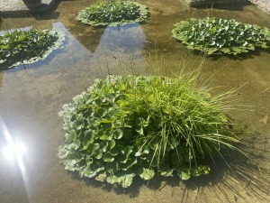 Ботаническата градина в Балчик