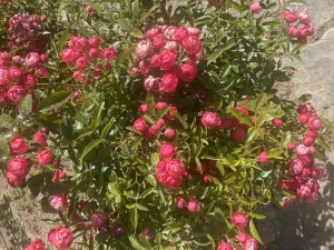 Ботаническата градина в Балчик