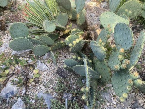 Ботаническата градина в Балчик