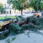 Русе след урагана: време за трудни, но необходими решения Паднало дърво след бурята в Русе