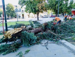 Русе след урагана: време за трудни, но необходими решения 1 Паднало дърво след бурята в Русе