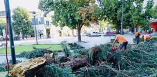 Паднало дърво след бурята в Русе
