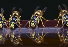 Как да спасите пикника си от гладните оси – и да ги превърнете в съюзници Оси